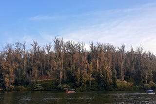 The lake with two boats and a treeline. The trees are golden brown and dark green and have many thin pointy branches reaching up into the sky. One boat is in the center and the other sailing out towards the right edge.