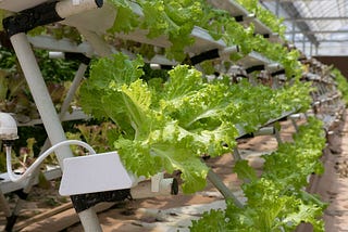 This Is How AI Can Help Indoor Farming