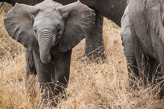 Évasion pour un safari en Afrique du sud sur-mesure