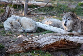 Gray wolves left vulnerable without endangered species protections