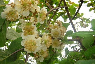 Kiwi Flowering