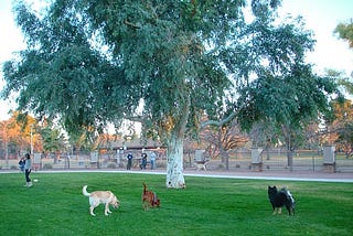 Dog Parks as Urban Green Spaces