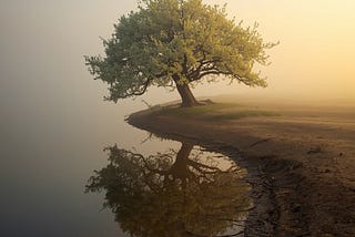 A quiet tree rooted deeply beside calm water at sunrise, symbolizing inner growth and lasting transformation.