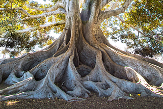 The massive roots of a very old tree
