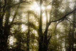 Photograph of sunlight streaming through silhouetted woodland wrapped in mist.