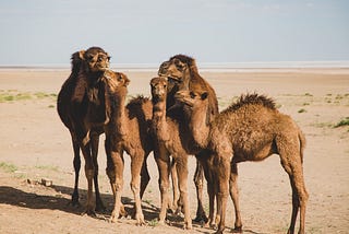 Camels and Unicorns: Technology’s Moment to Rebalance Profit & Purpose