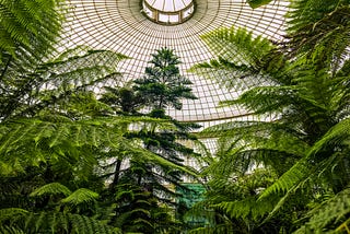 Biophilic Beauty: Bringing Nature Indoors Through Home Décor & Wallpaper