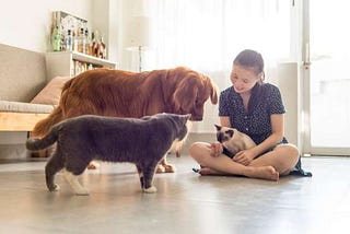 Benefits of Utilizing the Flea and Tick Treatment on Pets.