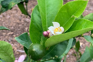 Backyard photo from this morning. Finding the growth out of the citrus tree with some pretty flowers blooming. Maybe I should take some pointers :)