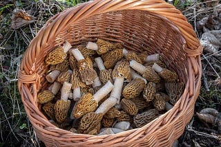 This is how you forage morel mushrooms (comprehensive guide)
