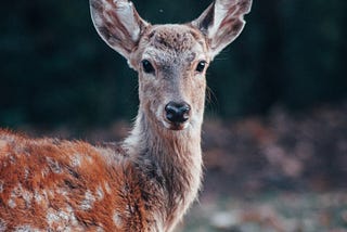 My deer girlfriend