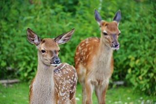 A photo of two fawns