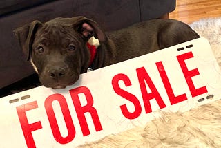 Tips to adopt a pup in this “dog’s market”