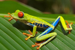 El hongo que extermina a los anfibios también está en Venezuela