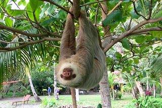 A sloth hangs upside down from a tree branch.