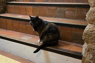 GUIMAUVE, LE CHAT