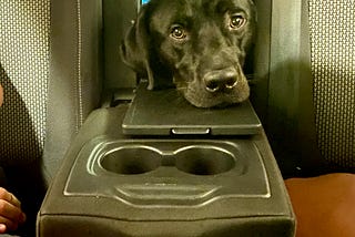 Have Dog Will Travel: Part 2