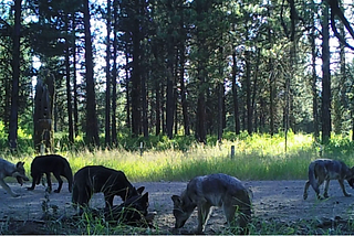 How long will Washington’s wolf population continue to grow?