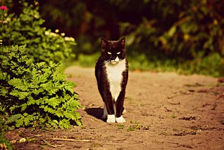 a very stern and angry looking black and white cat, standing in the middle of a dirt path.