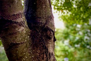 A close up of two tree branches with green leaves in the brackground
