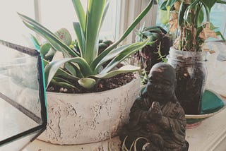 How I Stopped Killing My Plants