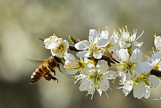 World Bee Day: 10 takeaways about bees and beekeeping from wildfire photographer Mark Thiessen’s…
