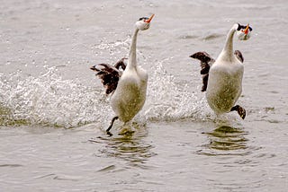 Can’t get motivated? Bad mood? Let Grebes warm you up