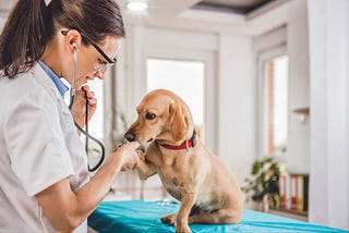 A Complete Guide to First-Year Puppy Vaccinations