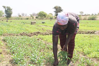 Strengthening Resilience of Rural Women through Dry Season Farming in Ghana