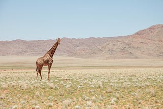 What You Should Know Before Taking Your First African Safari