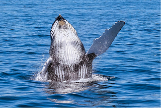 New App for Conservation Proves to be a Whale of a Time