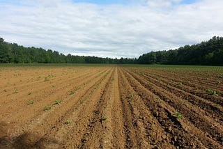 How the Impacts of Climate Change Can be Mitigated for Agriculture?