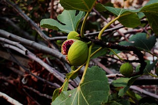 THE FIG TREE