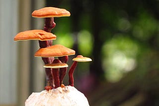 Health Benefits of Ganoderma Lucidum Mushroom