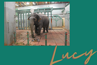 Lucy- The coldest, loneliest elephant