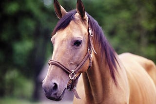 Horse Grooming Tools Ensure Healthy Life Of Your Equine Fellas