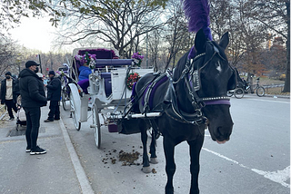 Horse and Carriage Rides Skyrocket as Tourists Return to Central Park Just in Time for Christmas