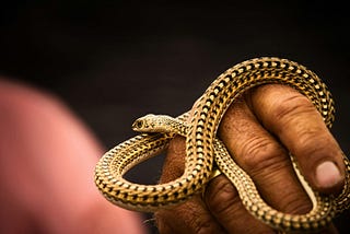 Snake Myths Busted