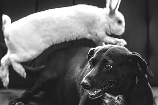 A Dog Chases a Rabbit