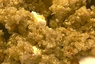 Quinoa with Feta, Walnuts, and Dried Cranberries — Salad