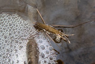 water strider (insect) on the surface of water with some bubbles