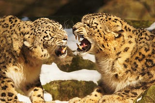 Top Snow Leopard Tracking Holidays