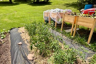 As Summer Begins, My Garden is Thriving (Podcast Included)