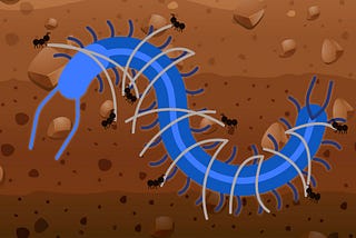 Constraining the Centipede – video companion