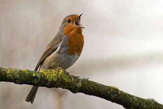 A bird is chirping while standing on a branch.