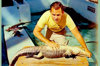 A man holds a small alligator on its back on a wooden table, with one hand holding its mouth shut and the other resting on its stomach