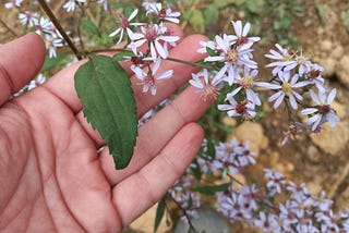 Blue Wood Aster: A Late Season Bloom You Can Eat!