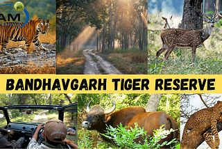 Explore Bandhavgarh National Park