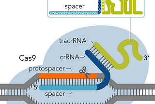 So How did CRISPR ever come to be?