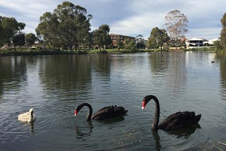 “Los cisnes negros existen y se reproducen mas rápido que nunca”  La sociedad global, las…